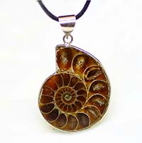 Colgante ammonite