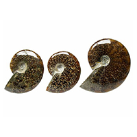 Ammonite mediano
