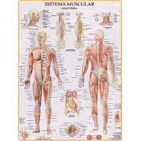 Poster Musculatura Humana