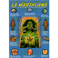 Lámina la Marihuana usos plastificada