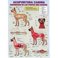 Lámina acupuntura canina plastificada