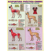 Lámina acupuntura práctica canina plastificada
